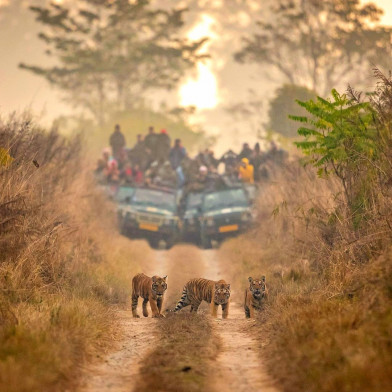 Corbett Fun Tour With 1 Jeep Safari