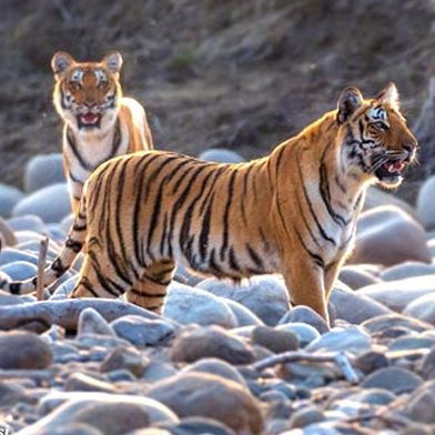 CORBETT TIGER TOUR