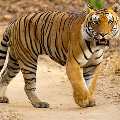 CORBETT TIGER TRACING TOUR