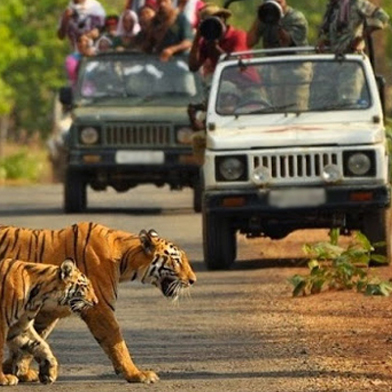 Corbett Fun Tour With - 2 Jeep Safari