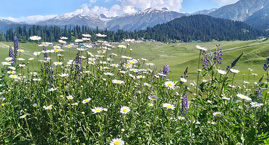 Gulmarg