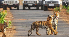 Jim Corbett