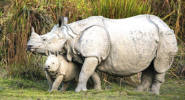 Kaziranga National Park