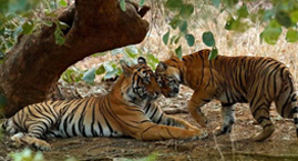 Ranthambore National Park