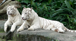 Sundarbans National Park